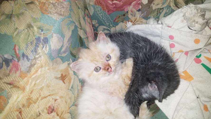 Gatita persa doll face a Q3,500. - Imagen 3