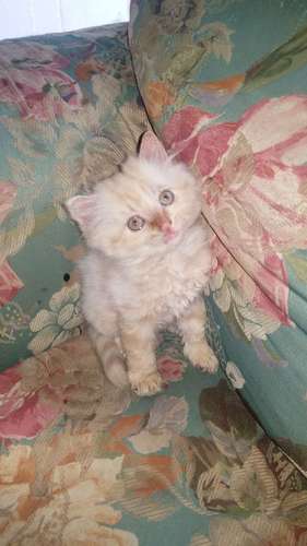 Gatita persa doll face a Q3,500. - Imagen 2