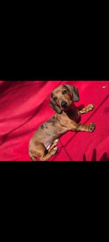 Lindos cachorros arlequín fuego