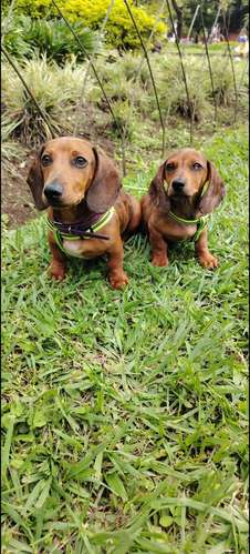 Lindos cachorros arlequín fuego