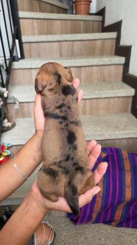 Lindos Cachorros arlequín fuego
