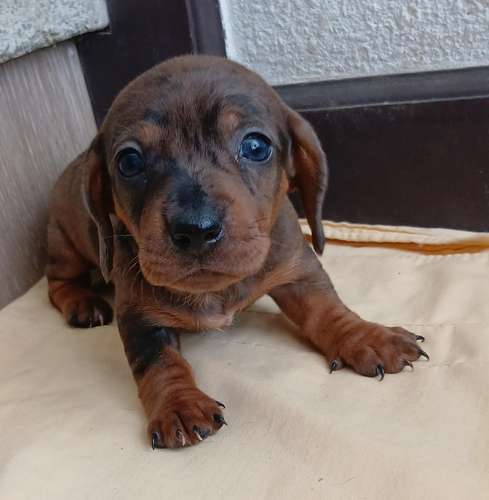 Lindos Cachorros arlequín fuego