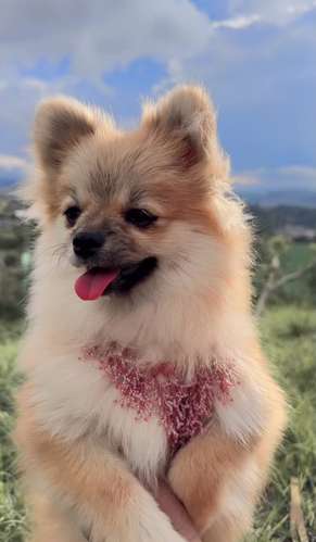 Pomeranios 7 meses - Imagen 4