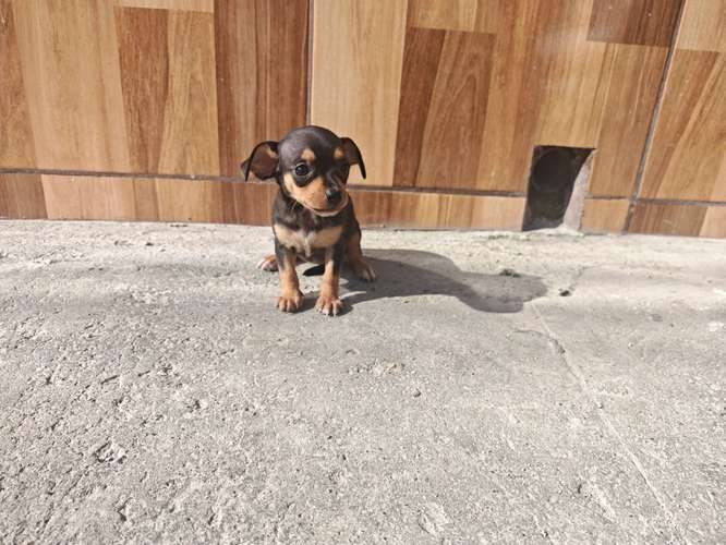 Chihuahuas cabecita de manzana  - Imagen 2
