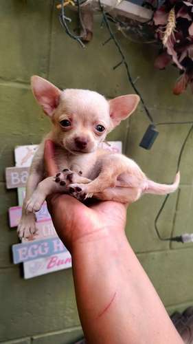 Chihuahua d bolsillo MACHITO 