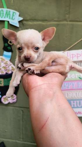Chihuahua d bolsillo MACHITO  - Imagen 2