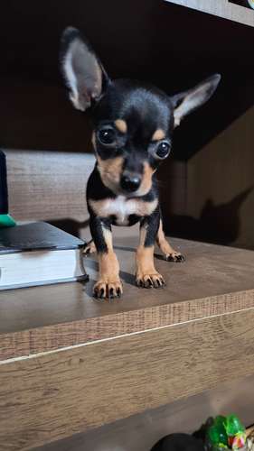 Chihuahua de bolsillo HEMBRITA - Imagen 2