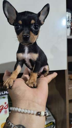 Chihuahua de bolsillo HEMBRITA - Imagen 4