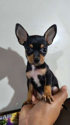 Chihuahua de bolsillo HEMBRITA - Imagen 3