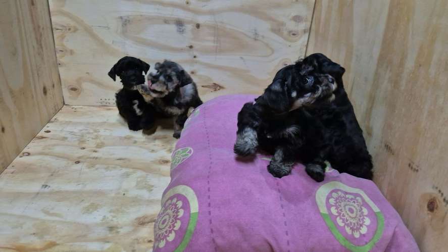 schnauzer miniatura machos - Imagen 3