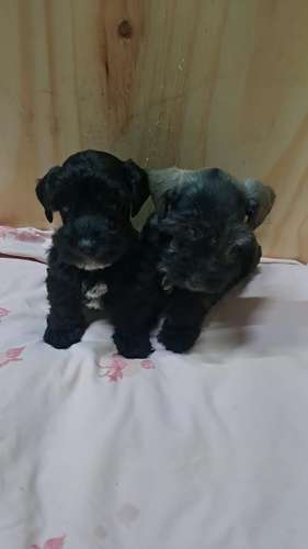 schnauzer miniatura machos