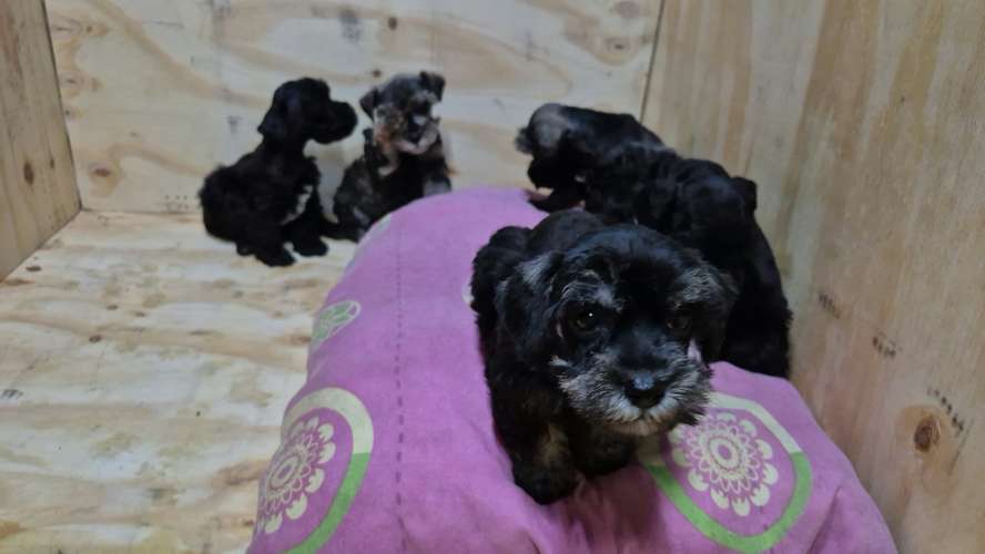 schnauzer miniatura machos - Imagen 4