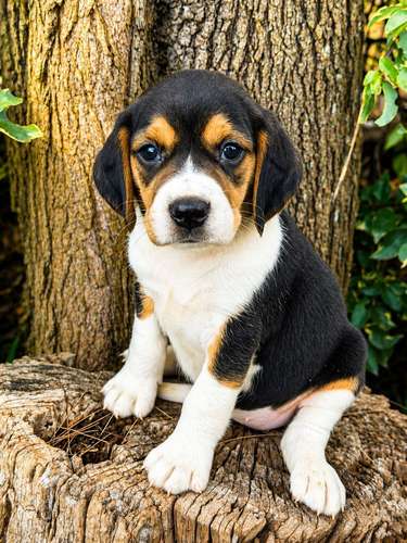 Beagle hembra