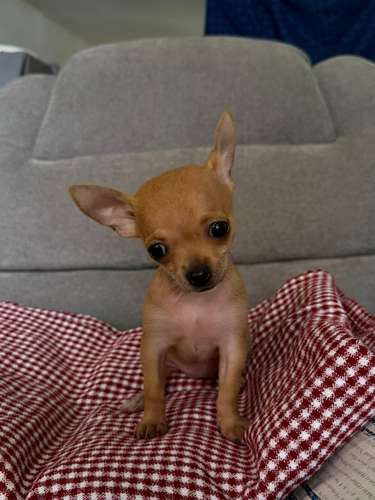 Chihuahua hembra 