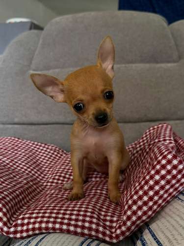 Chihuahua hembra 