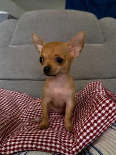 Chihuahua hembra 
