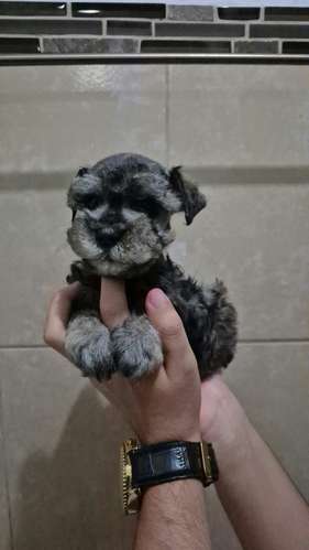 schnauzer - Imagen 8