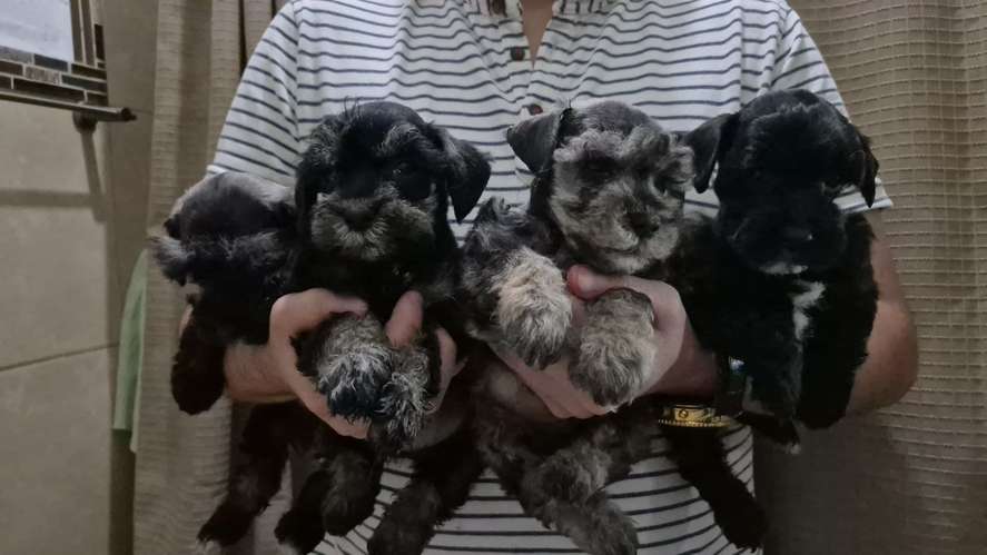 schnauzer