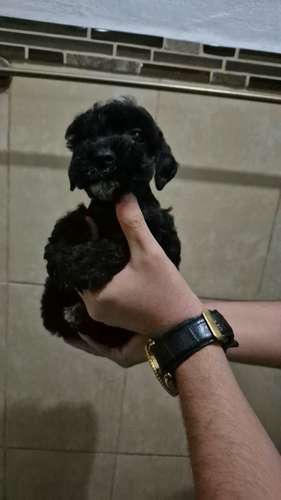 schnauzer - Imagen 3