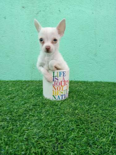 Chihuahua de bolsillo 