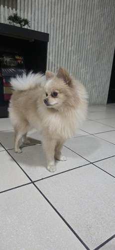 Pomerania hembra