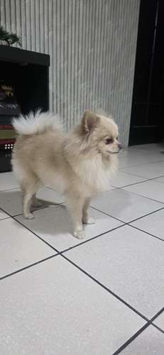 Pomerania hembra - Imagen 4