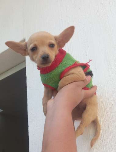 Chihuahua cabeza de manzana 