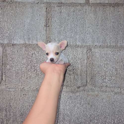 Chihuahua de bolsillo 