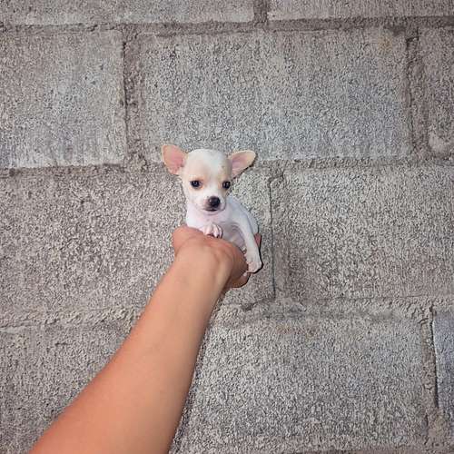 Chihuahua de bolsillo  - Imagen 2