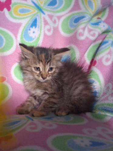 Gatita angora  - Imagen 4