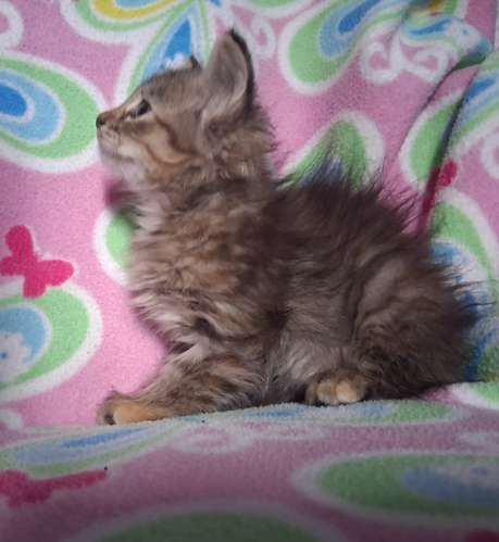 Gatita angora  - Imagen 5