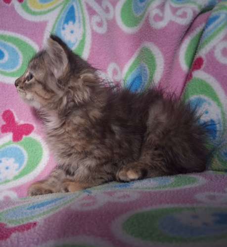 Gatita angora  - Imagen 1