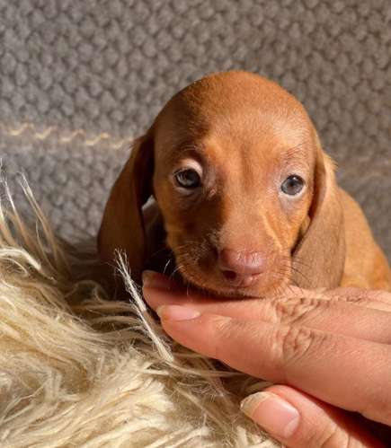 Hermosa cachorrita salchicha Dachshund 