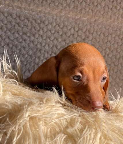 Hermosa cachorrita salchicha Dachshund 