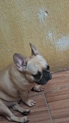 Bulldog francés hembra 2 años - Imagen 5