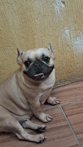 Bulldog francés hembra 2 años - Imagen 3