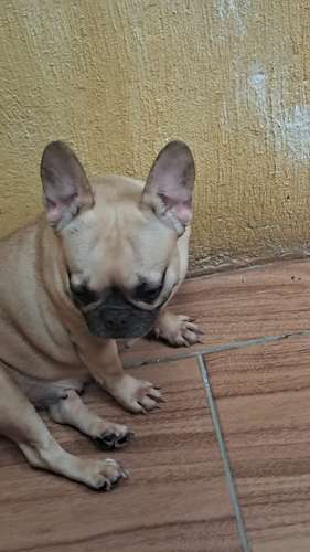 Bulldog francés hembra 2 años - Imagen 4