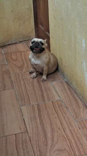 Bulldog francés hembra 2 años - Imagen 7