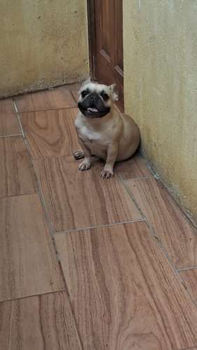 Bulldog francés hembra 2 años - Imagen 2