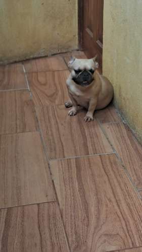 Bulldog francés hembra 2 años - Imagen 6