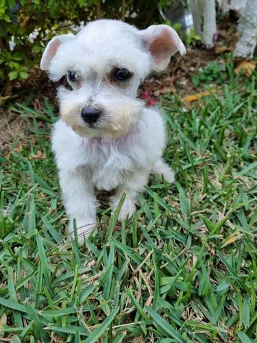 Schnauzer miniatura bellos cachorros  - Imagen 3