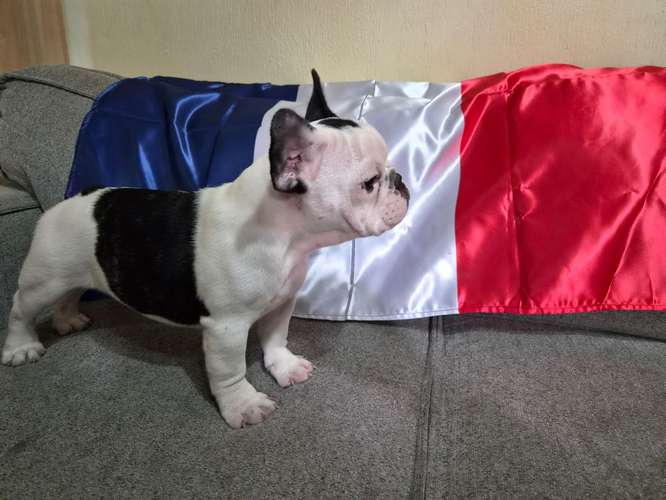 Bulldog Frances disponibles