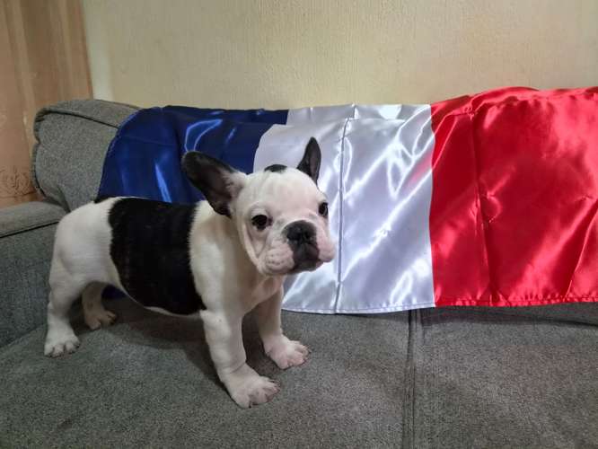 Bulldog Frances disponibles