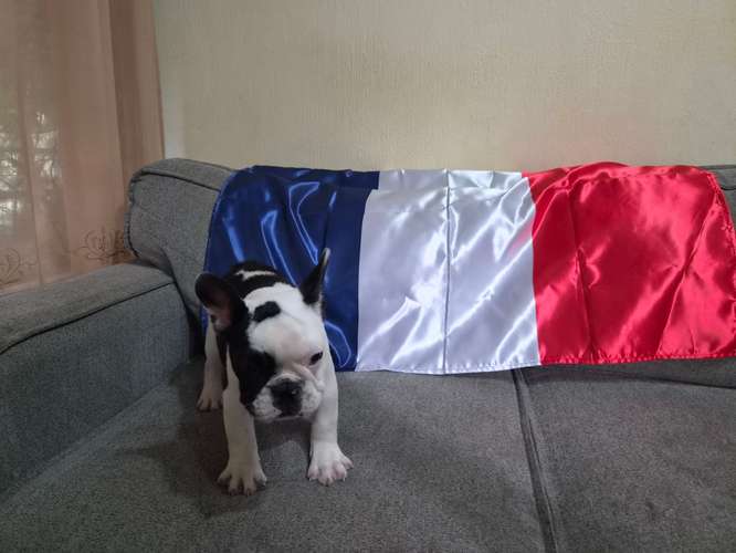 Bulldog Frances disponibles