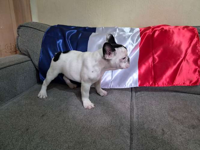 Bulldog Frances disponibles