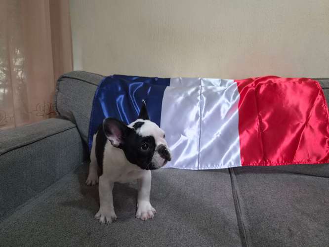 Bulldog Frances disponibles