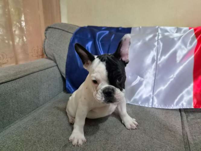 Bulldog Frances disponibles