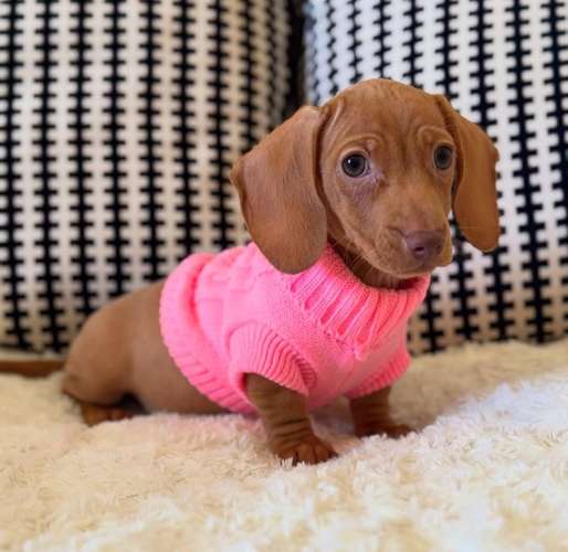 Linda Dachshund Cream