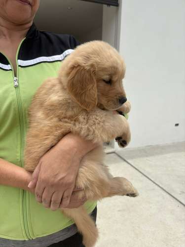 Golden Retriever  - Imagen 5