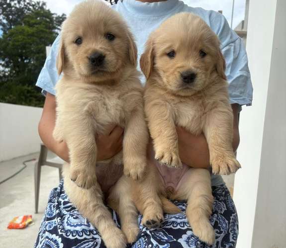 Golden Retriever 